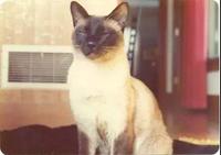 猫咪学术2.jpg